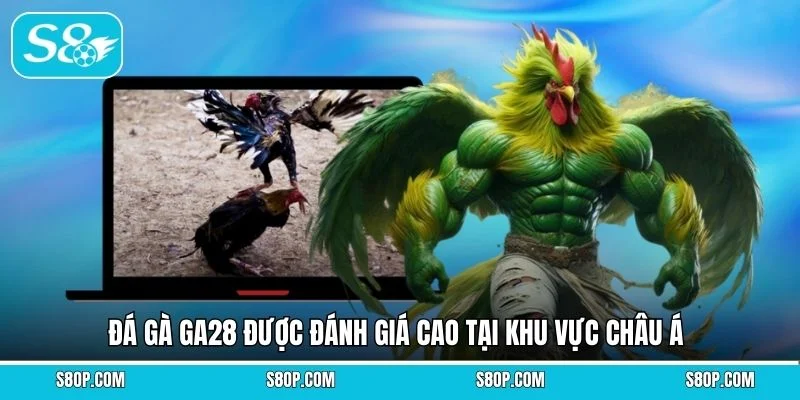 Đá gà GA28 được đánh giá cao tại khu vực châu Á
