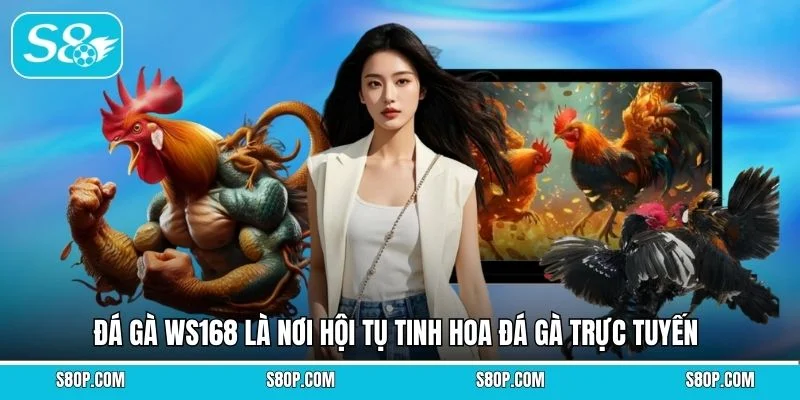 Đá gà WS168 là nơi hội tụ tinh hoa đá gà trực tuyến