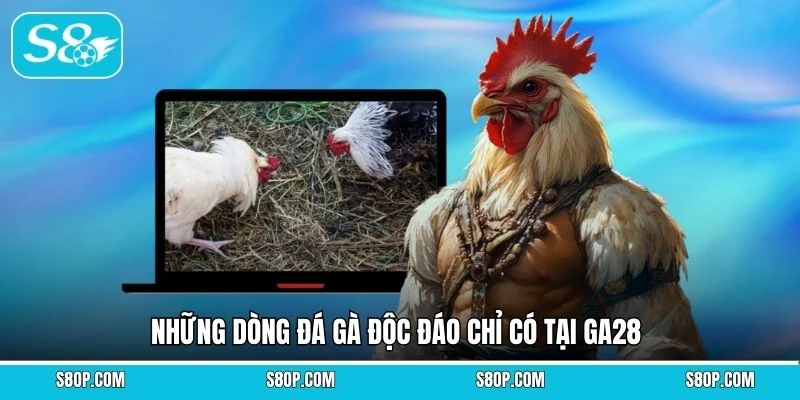 Những dòng đá gà độc đáo chỉ có tại GA28